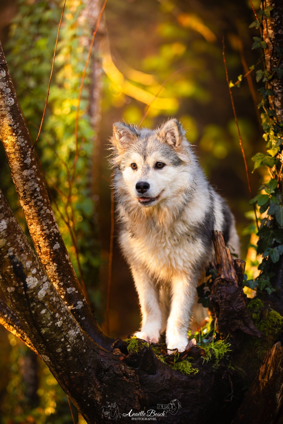 Anya De L'Univers De Minima