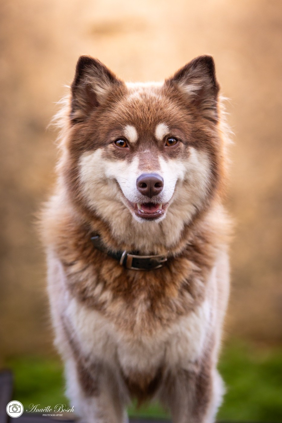 Tauriel du Domaine de Tangusko