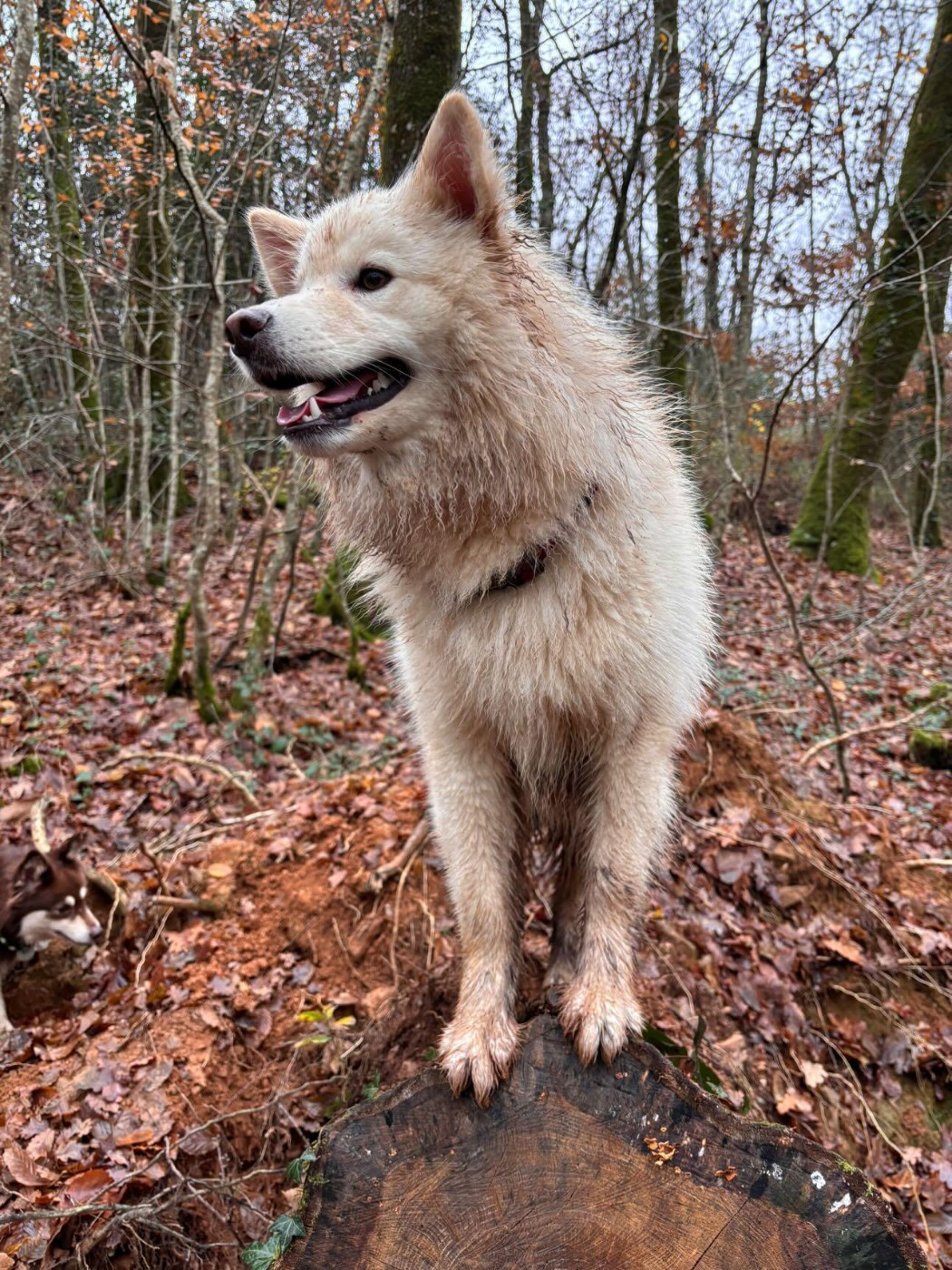 Vroum De L'Univers De Minima