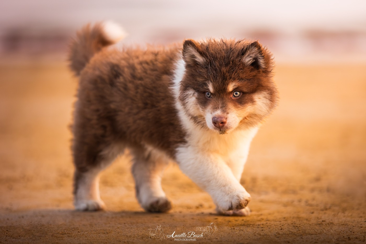 Ades De L'Univers De Minima