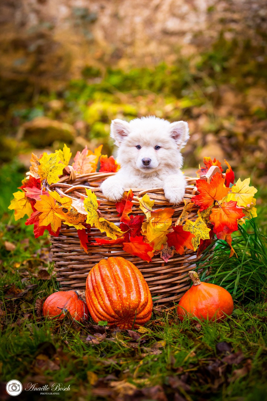 Shaé / Roi Iorek 2024