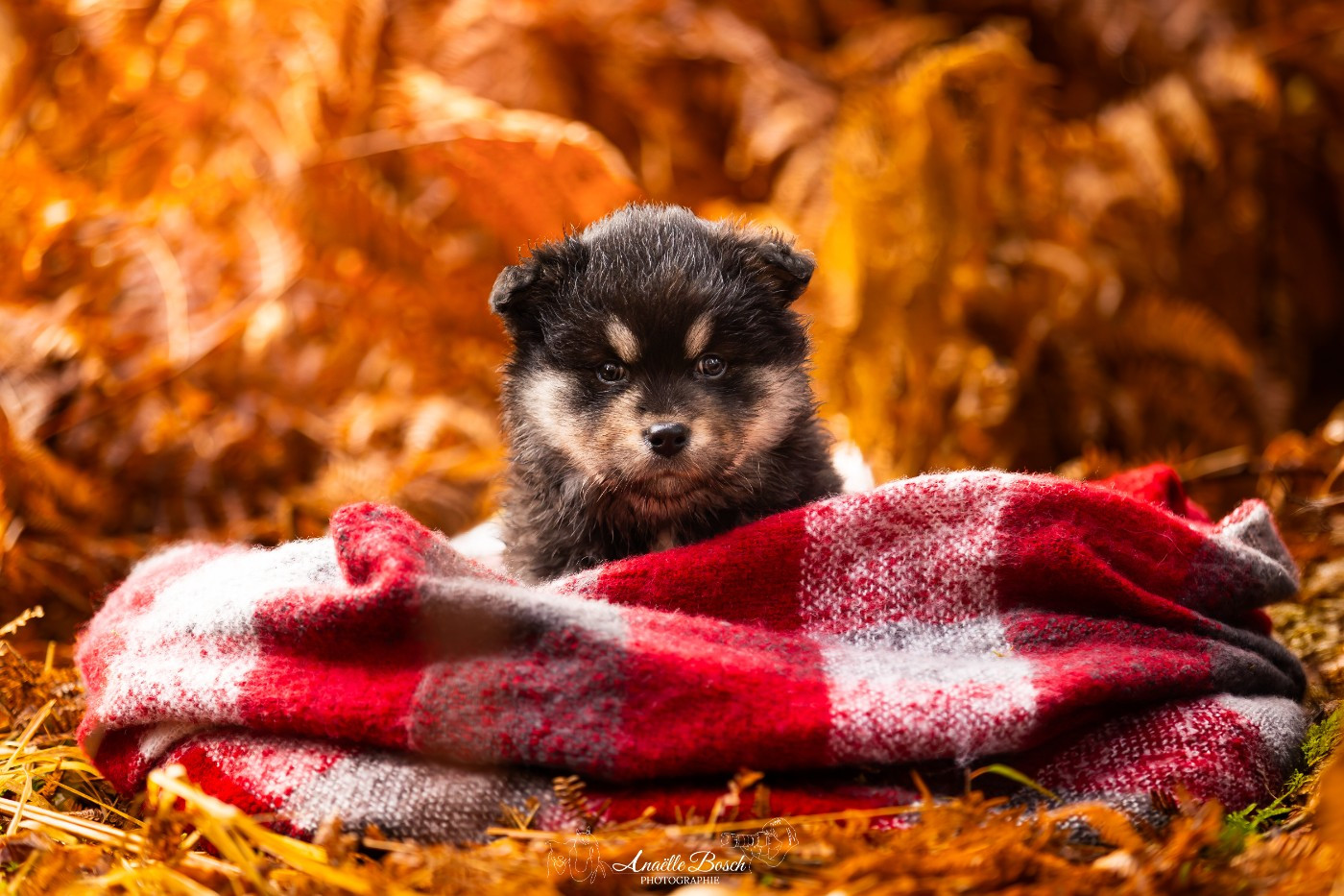 De L'Univers De Minima - Chiots disponibles - Chien finnois de Laponie