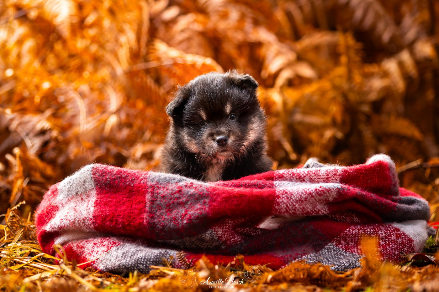 De L'Univers De Minima - Chiots disponibles - Chien finnois de Laponie