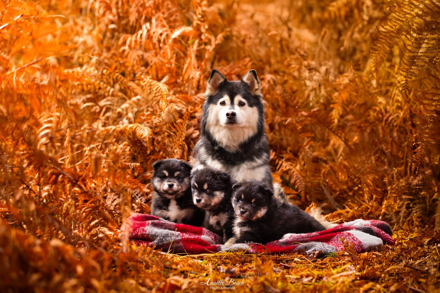 De L'Univers De Minima - Chien finnois de Laponie - Portée née le 08/11/2025