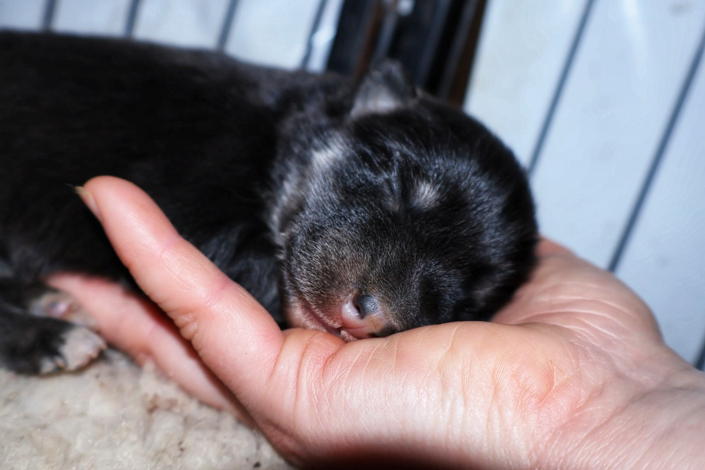 De L'Univers De Minima - Chiots disponibles - Chien finnois de Laponie