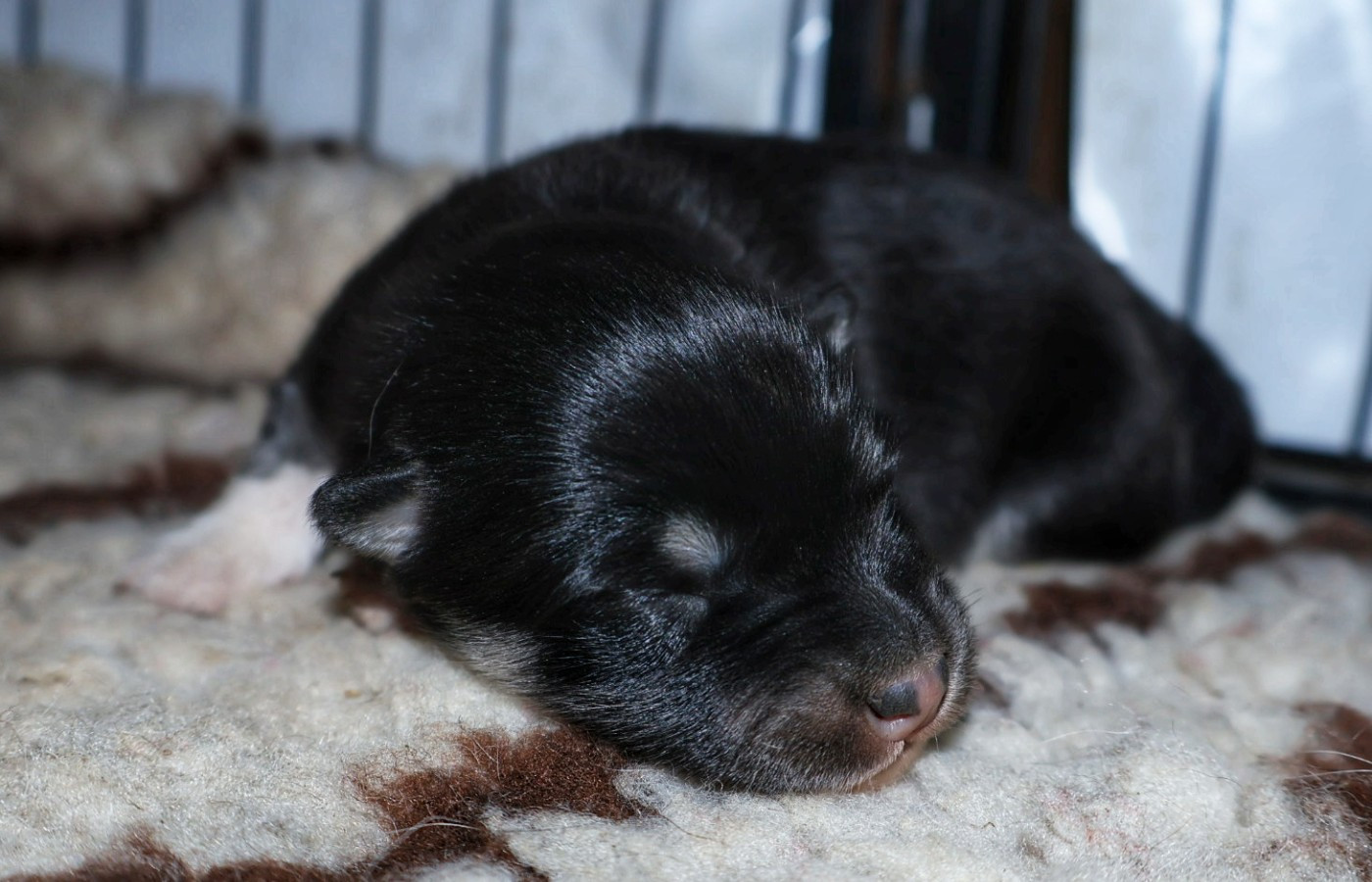 De L'Univers De Minima - Chiots disponibles - Chien finnois de Laponie