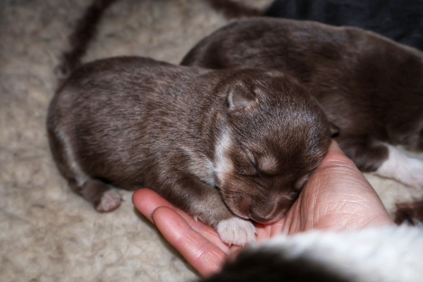 De L'Univers De Minima - Chiots disponibles - Chien finnois de Laponie