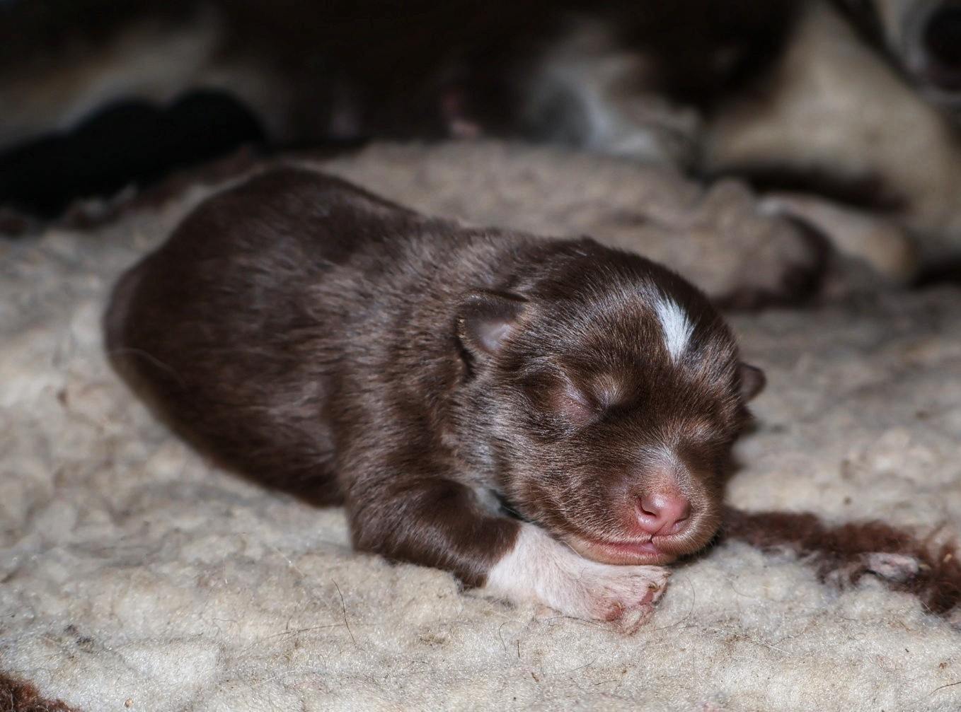 De L'Univers De Minima - Chiots disponibles - Chien finnois de Laponie