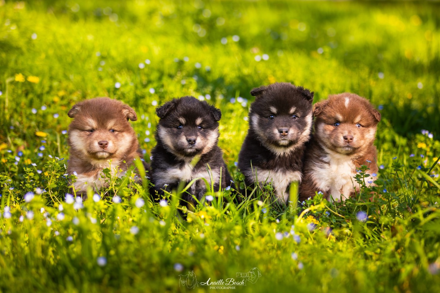 Chiot Chien finnois de Laponie De L'Univers De Minima