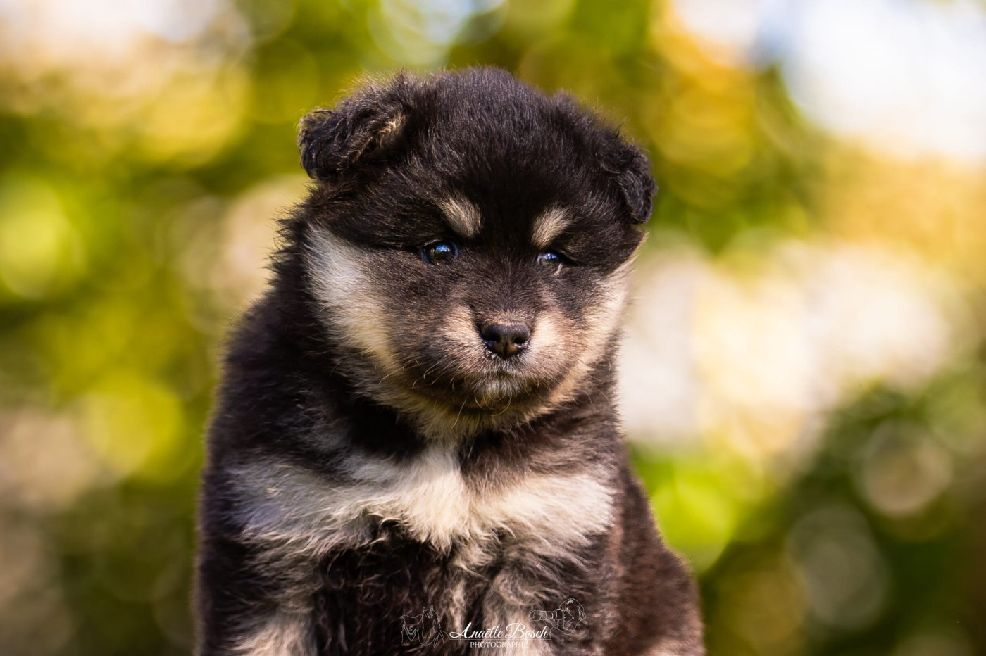 De L'Univers De Minima - Chiots disponibles - Chien finnois de Laponie