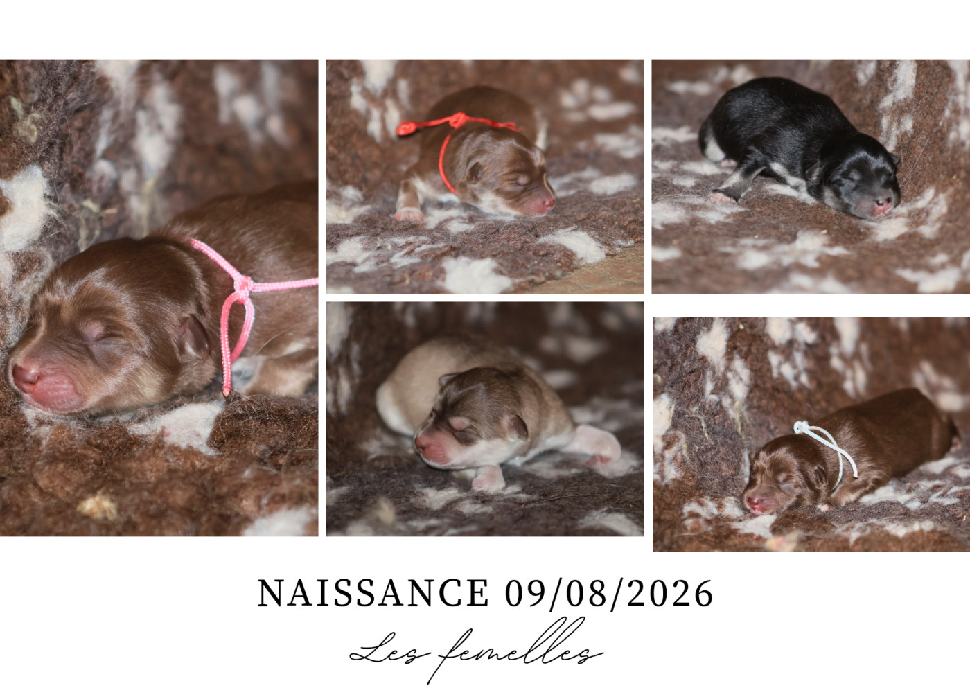 Chiot Chien finnois de Laponie De L'Univers De Minima