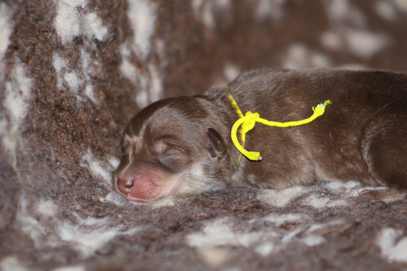 De L'Univers De Minima - Chiots disponibles - Chien finnois de Laponie