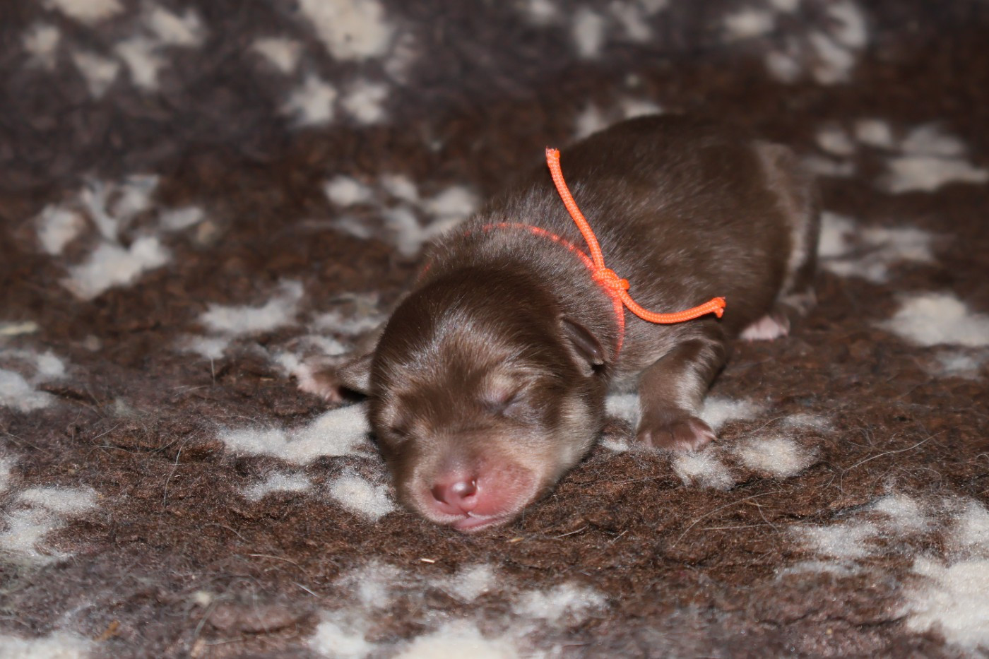 De L'Univers De Minima - Chiots disponibles - Chien finnois de Laponie