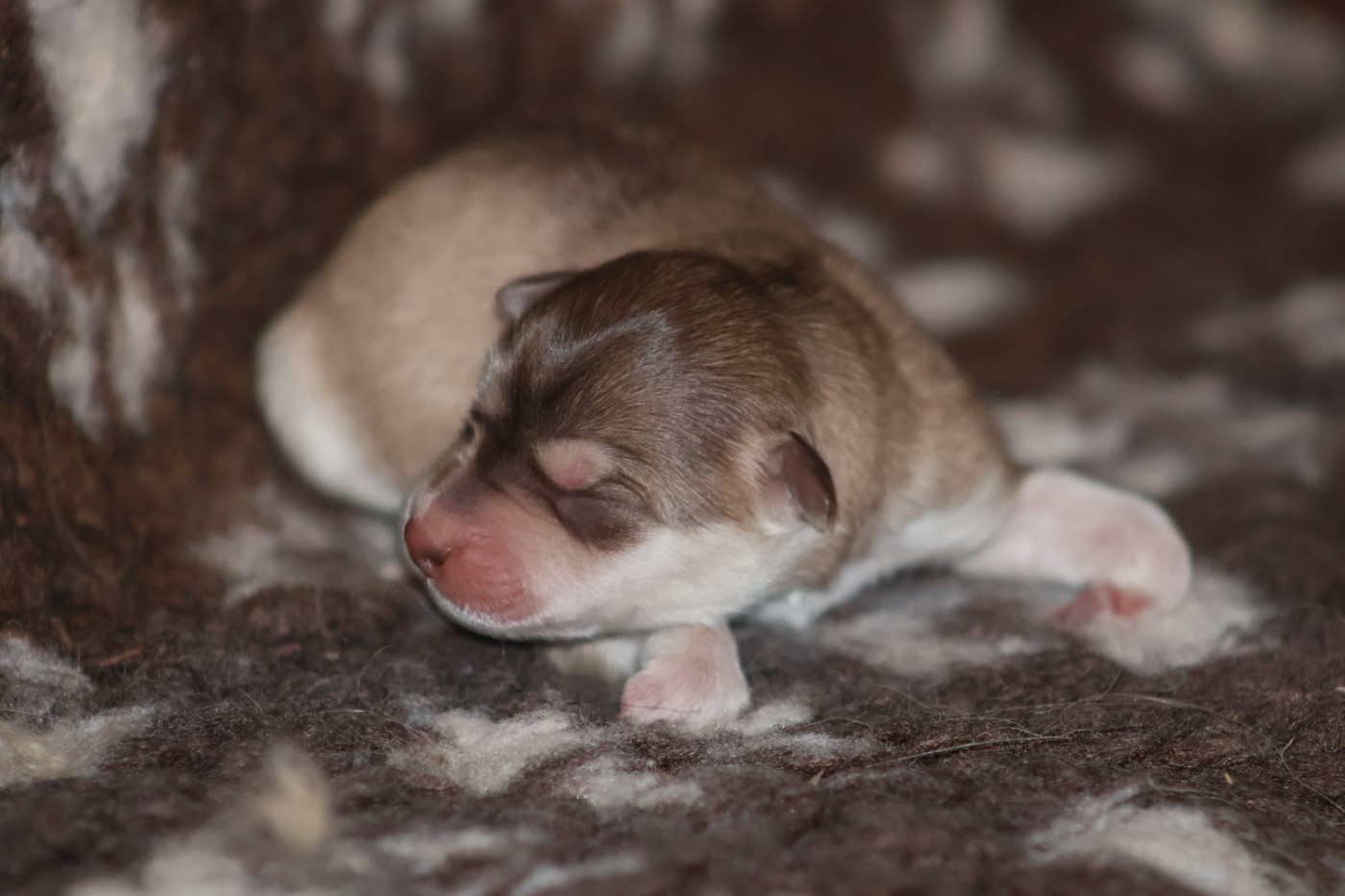 De L'Univers De Minima - Chiots disponibles - Chien finnois de Laponie