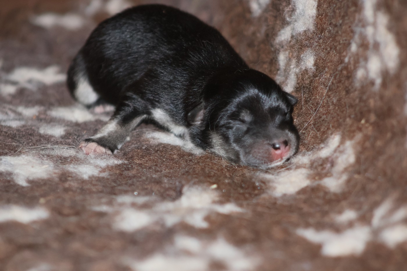 De L'Univers De Minima - Chiots disponibles - Chien finnois de Laponie