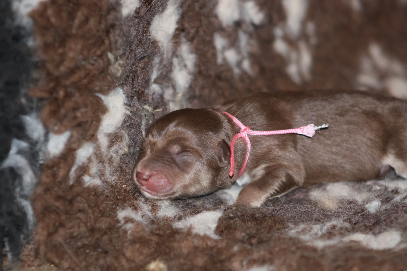 De L'Univers De Minima - Chiots disponibles - Chien finnois de Laponie