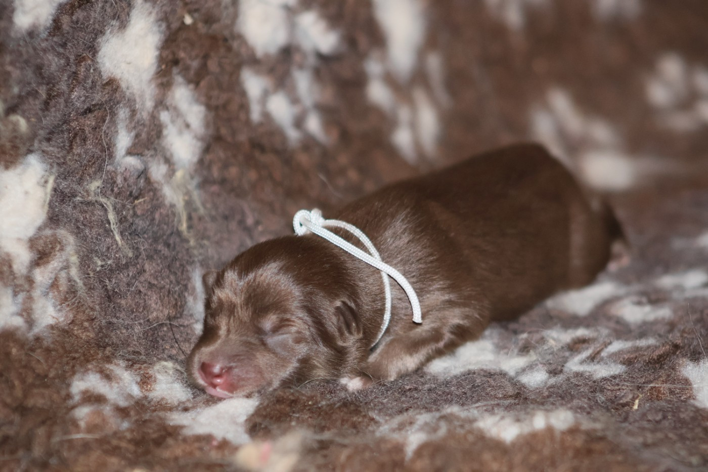 De L'Univers De Minima - Chiots disponibles - Chien finnois de Laponie
