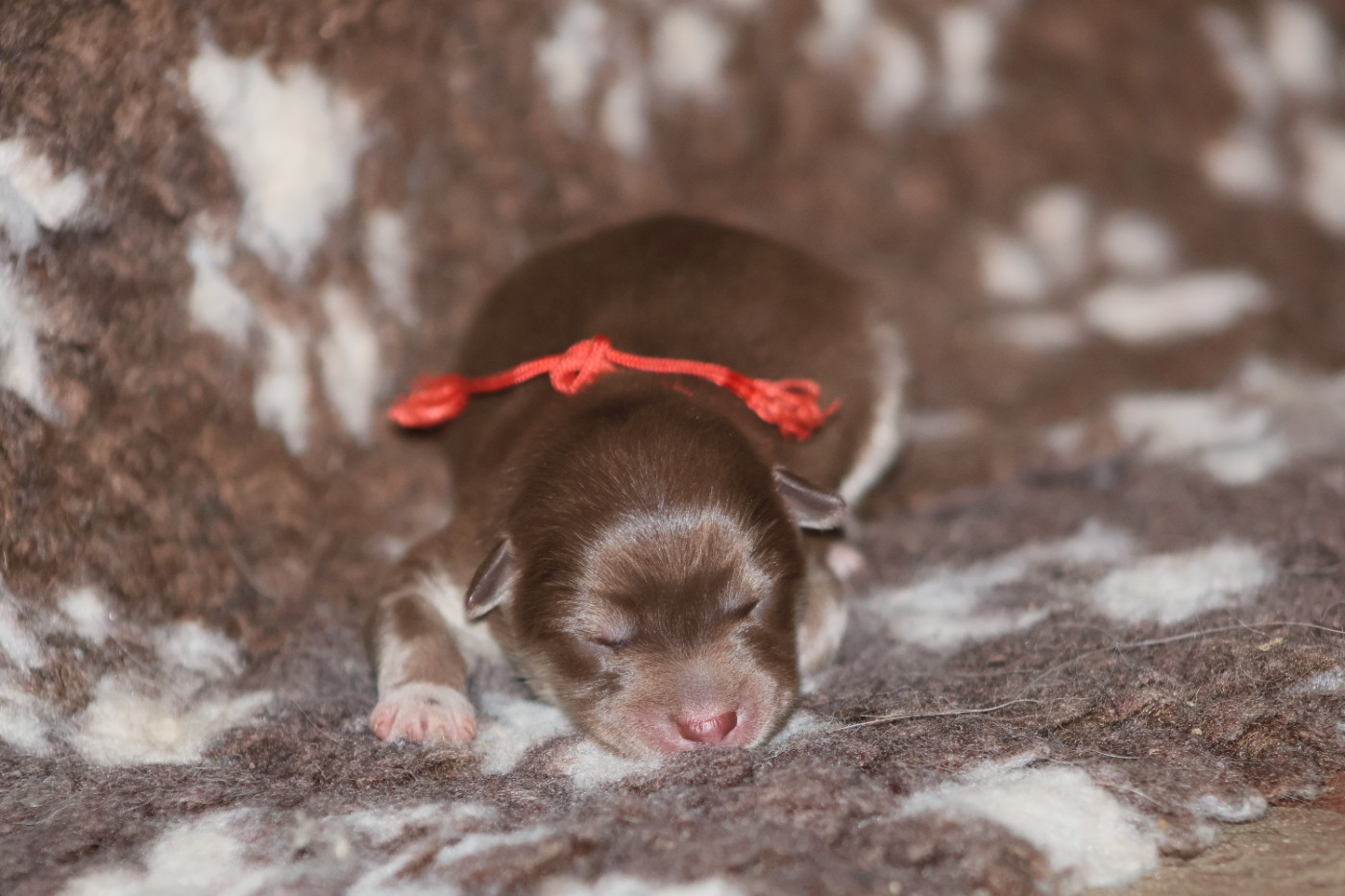 De L'Univers De Minima - Chiots disponibles - Chien finnois de Laponie