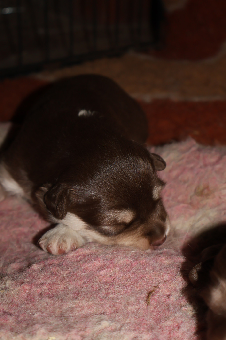 De L'Univers De Minima - Chiots disponibles - Chien finnois de Laponie
