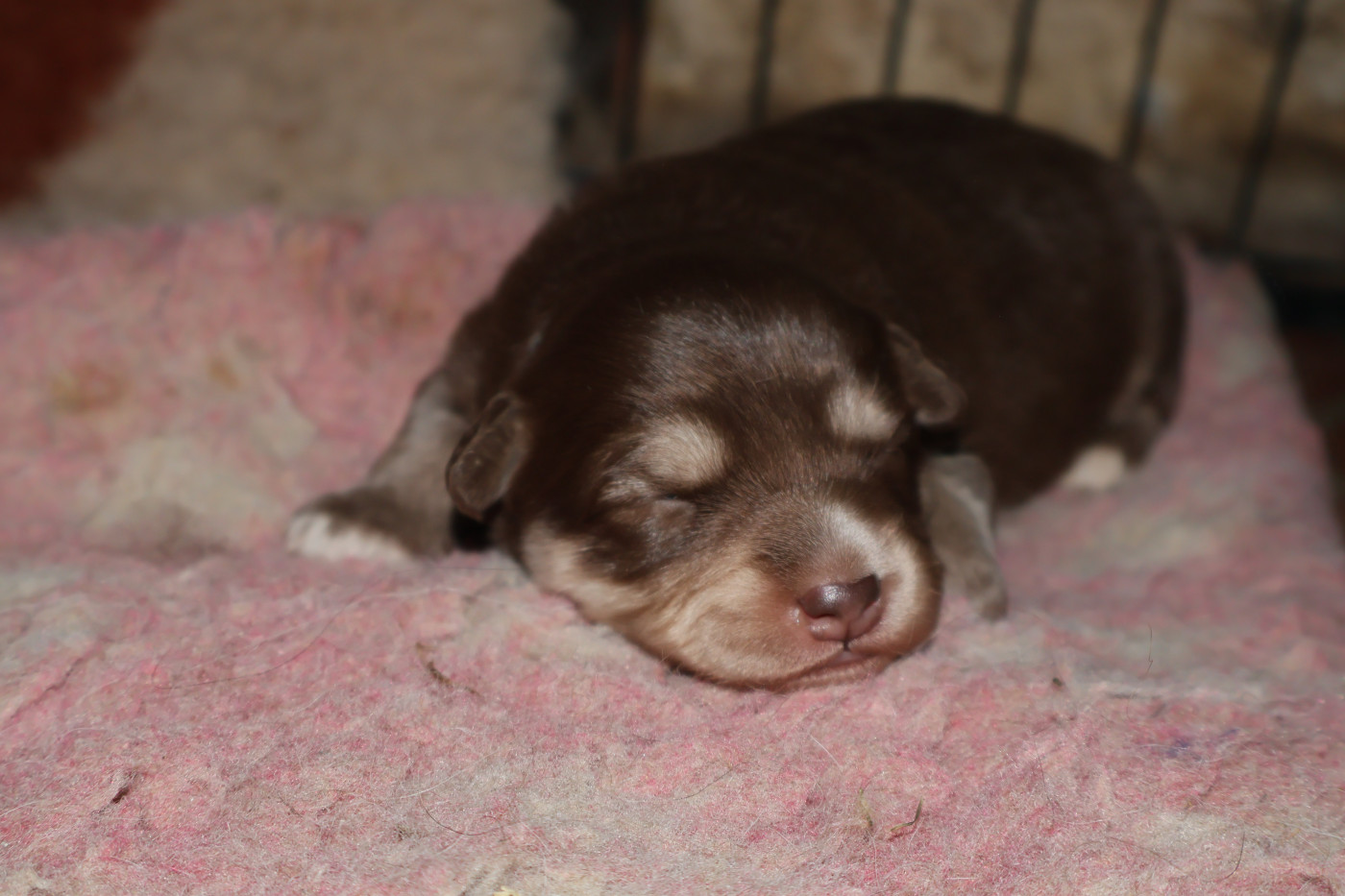 De L'Univers De Minima - Chiots disponibles - Chien finnois de Laponie