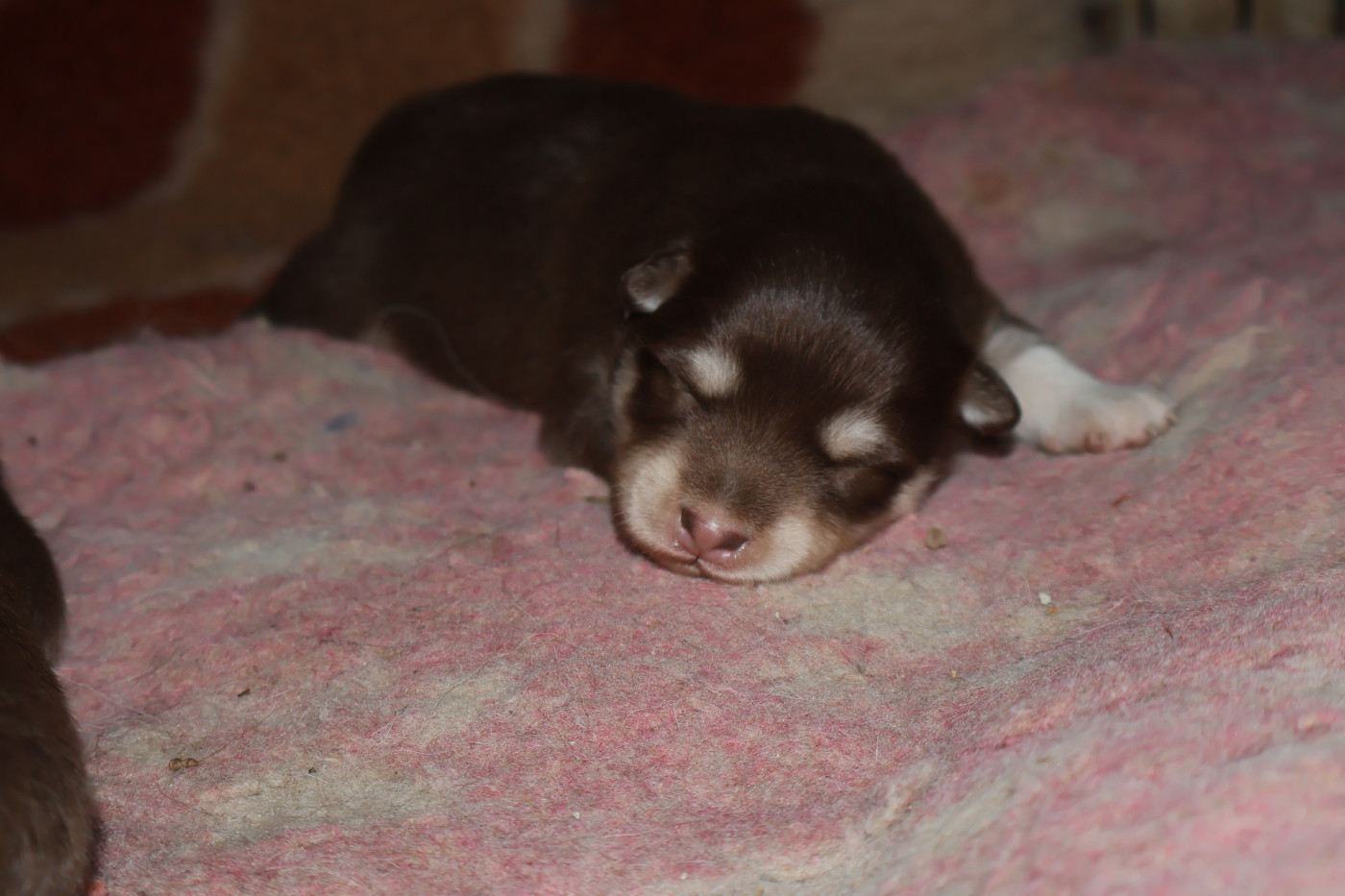 De L'Univers De Minima - Chiots disponibles - Chien finnois de Laponie