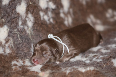 Chiot N°6